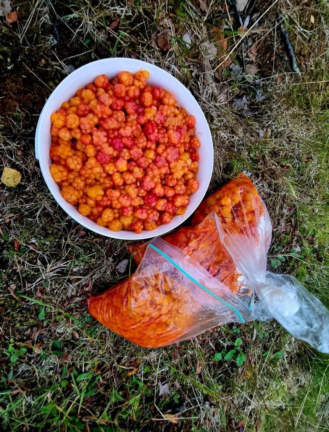 Multer fra en tur i fjellet