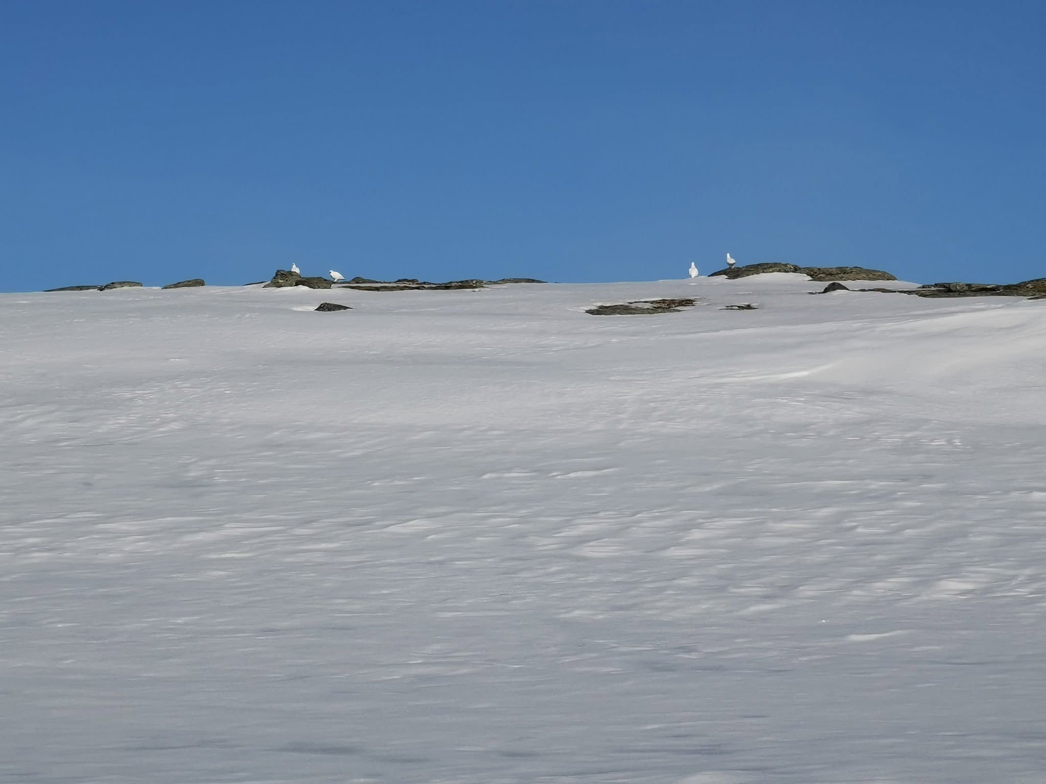 Rypene soler seg i fjellet